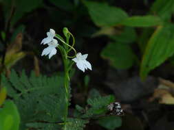 Image of Habenaria plantaginea Lindl.