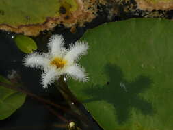 Image of Water-snowflake