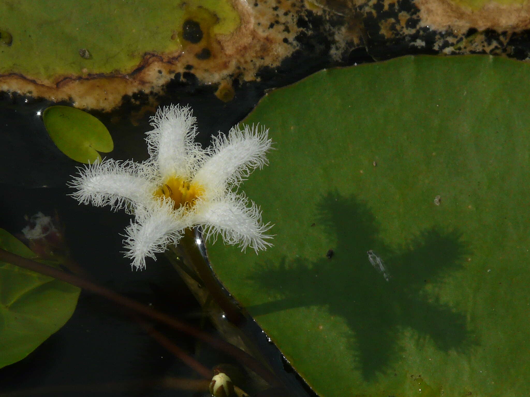 Image of Water-snowflake