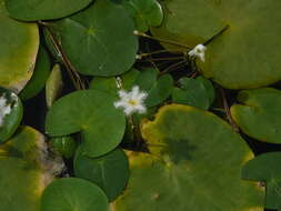 Image of Water-snowflake