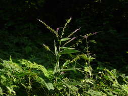 Image of Desmodium gangeticum (L.) DC.