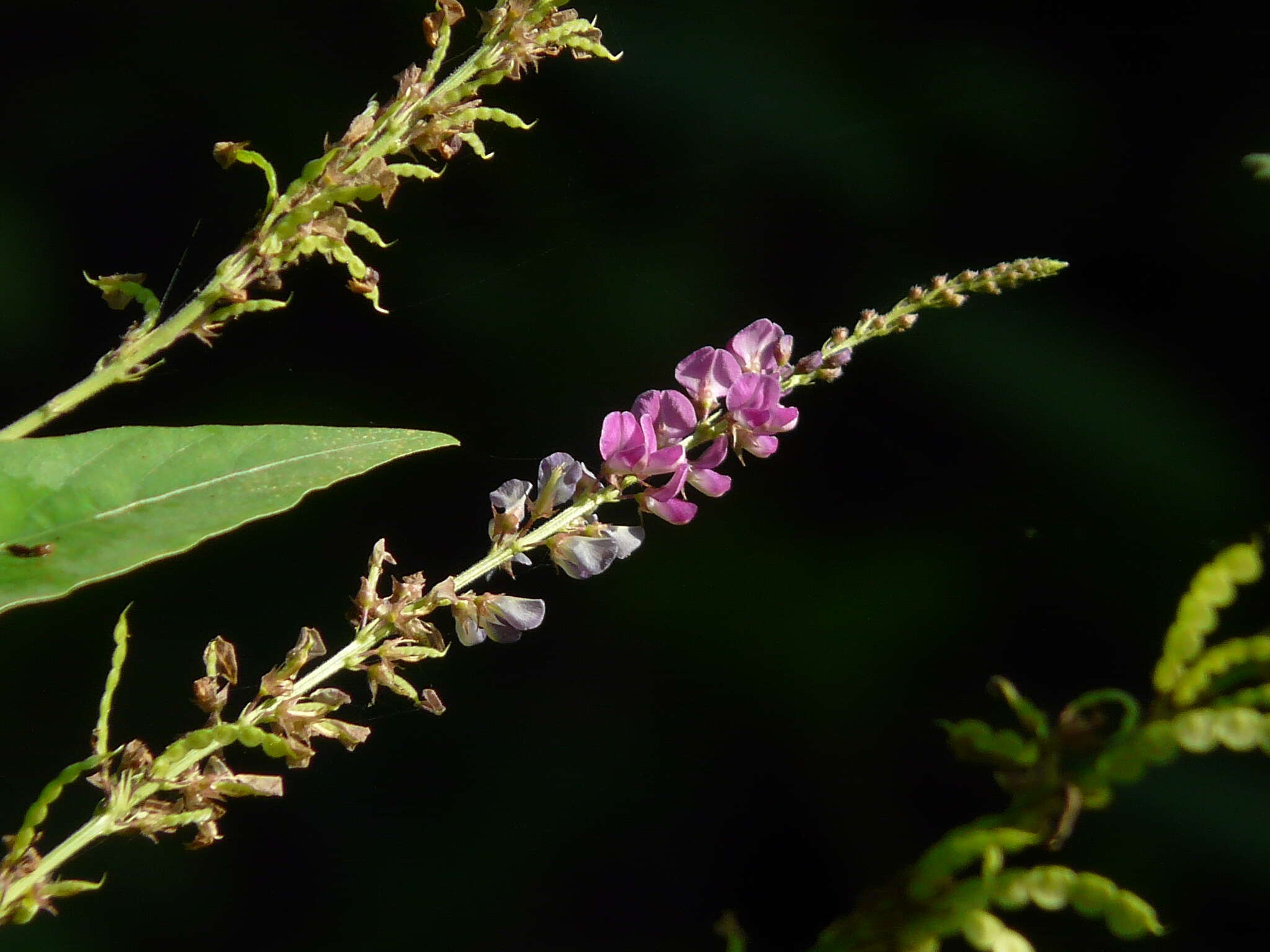 Image of Desmodium gangeticum (L.) DC.