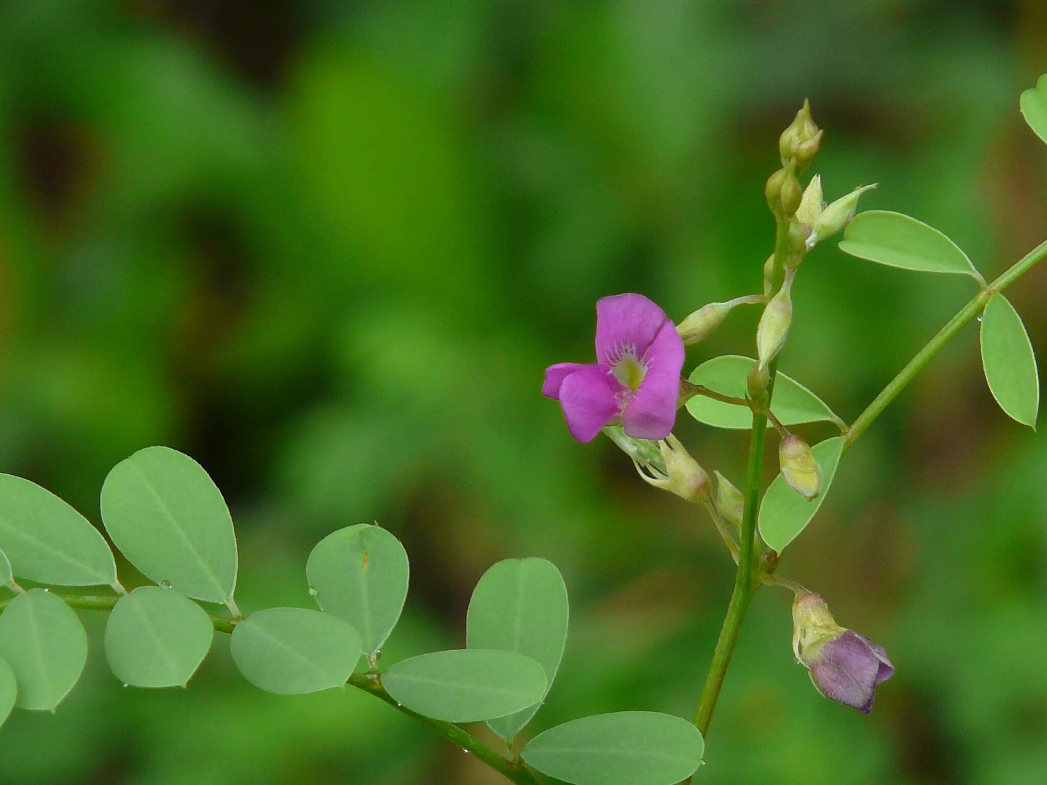 Sivun Tephrosia purpurea (L.) Pers. kuva