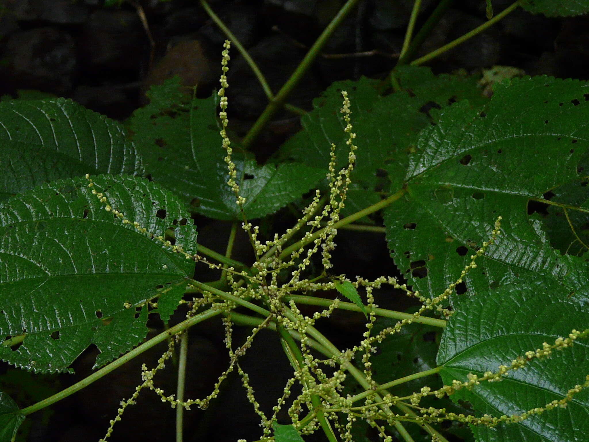 Image of Boehmeria virgata var. macrostachya (Wight) Friis & Wilmot-Dear