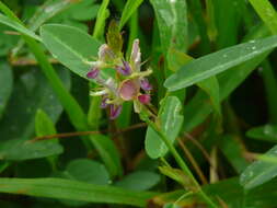 Plancia ëd Alysicarpus vaginalis (L.) DC.