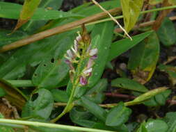 Plancia ëd Alysicarpus vaginalis (L.) DC.