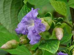 Image of Strobilanthes callosa Wall. ex Nees