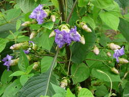 Image of Strobilanthes callosa Wall. ex Nees