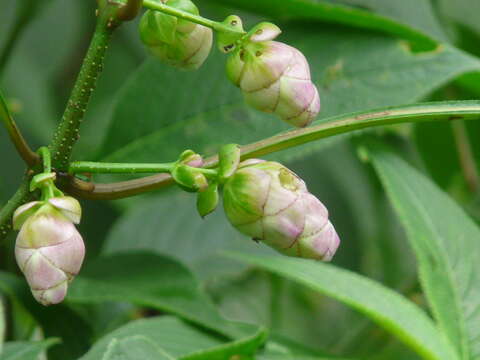 Imagem de Strobilanthes callosa Wall. ex Nees