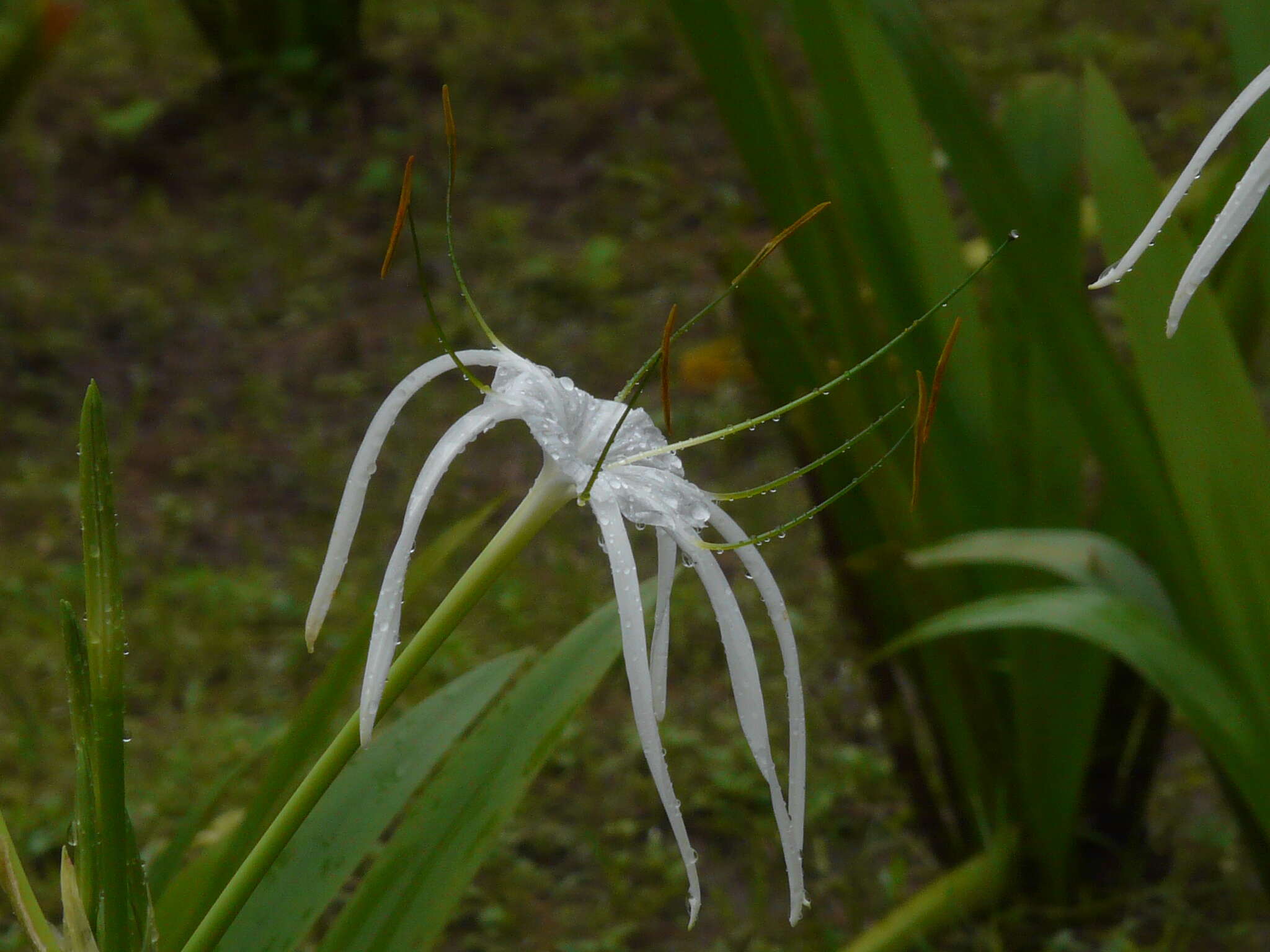 Image of beach spiderlily