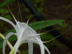 Image of beach spiderlily