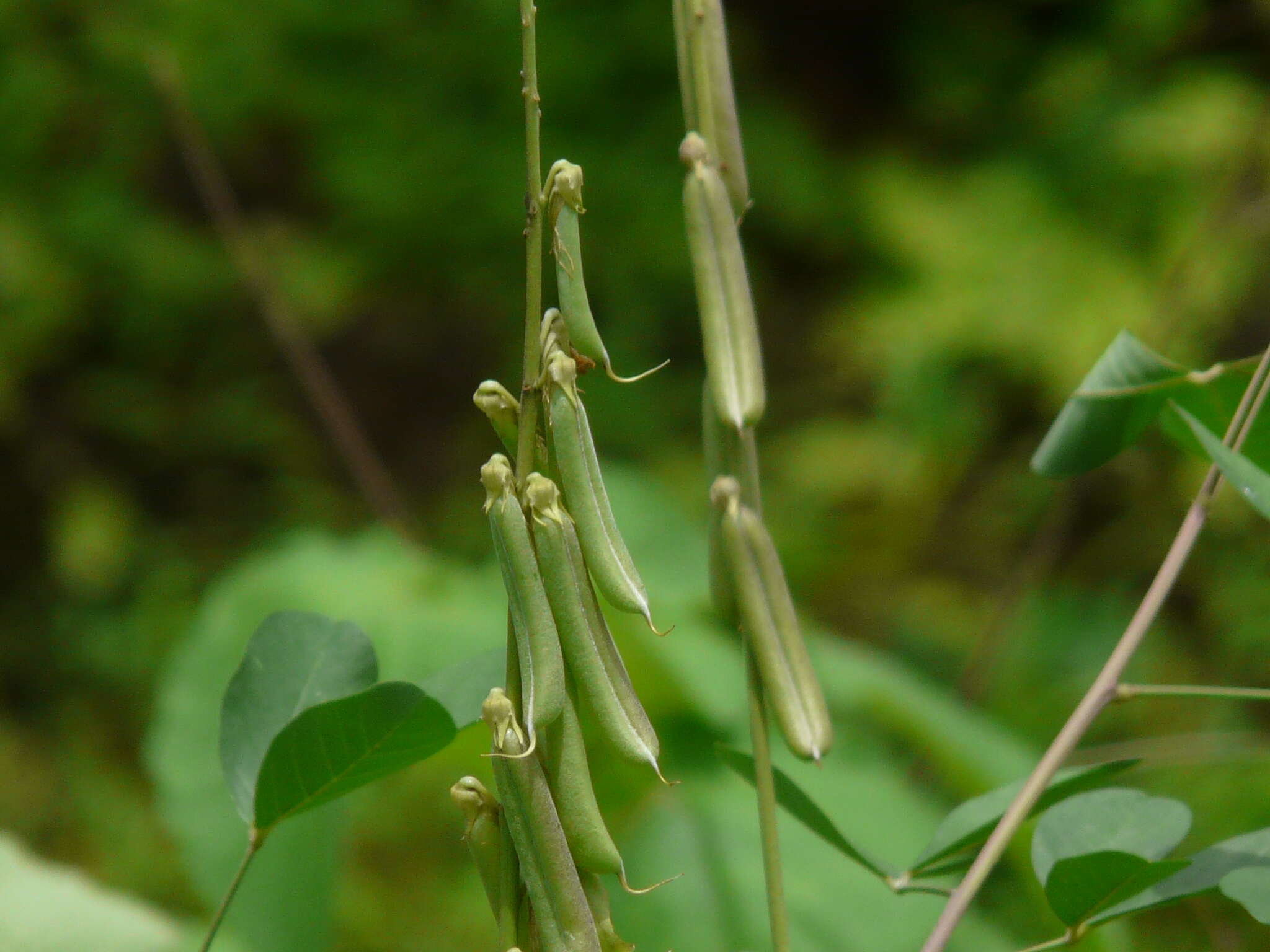 Image of smooth rattlebox