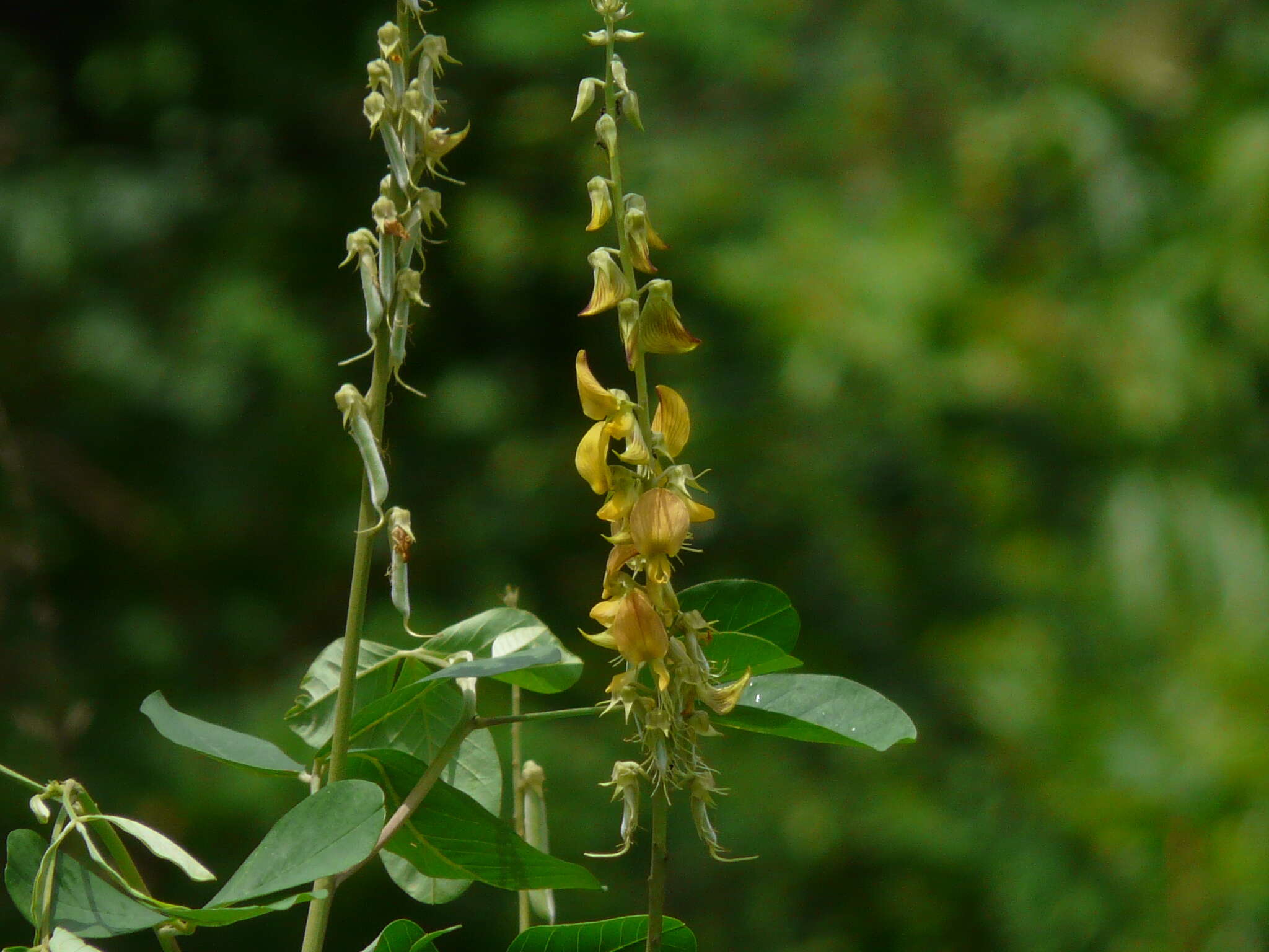 صورة Crotalaria pallida Aiton