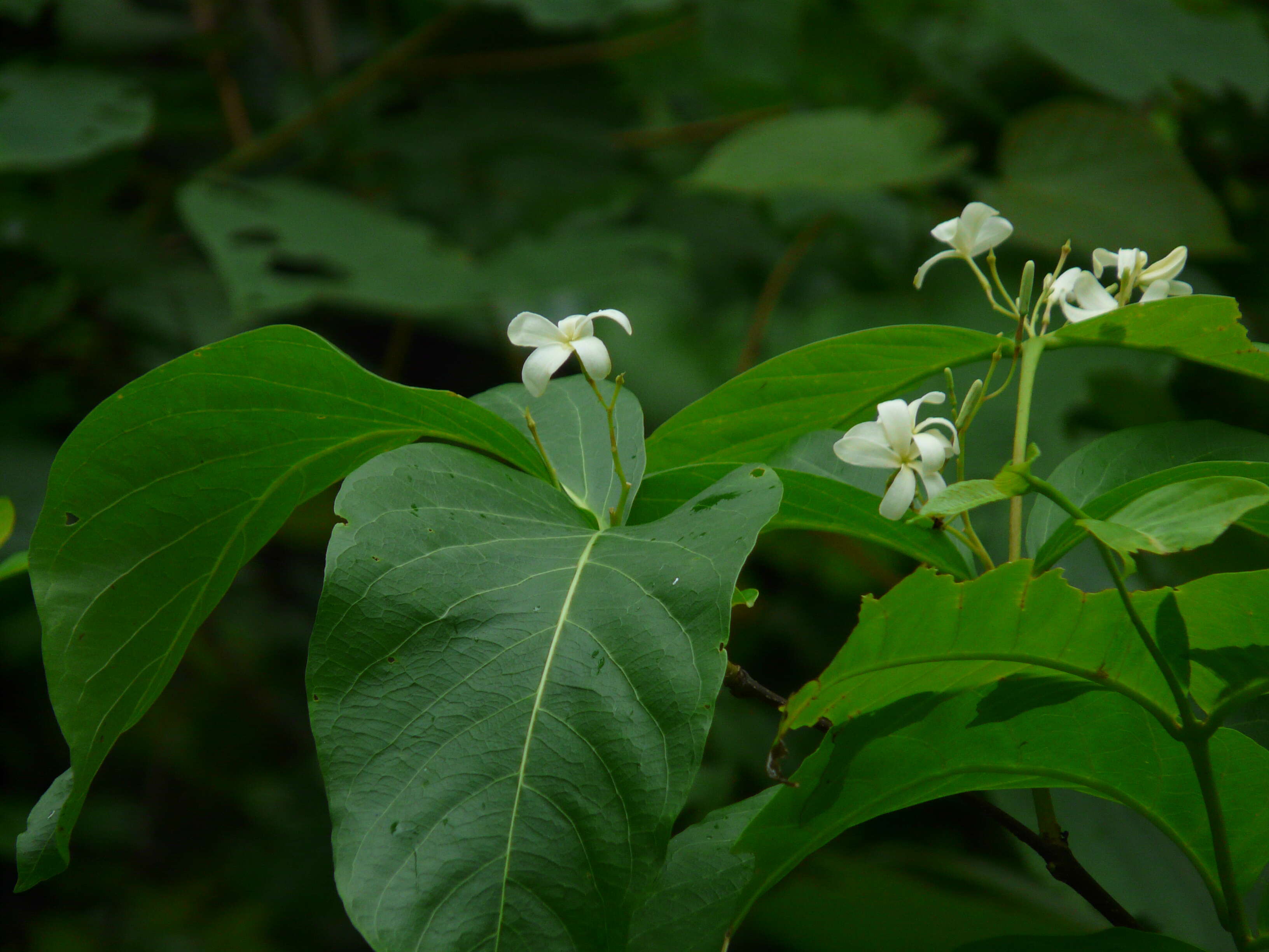 Image of Bitter Oleander