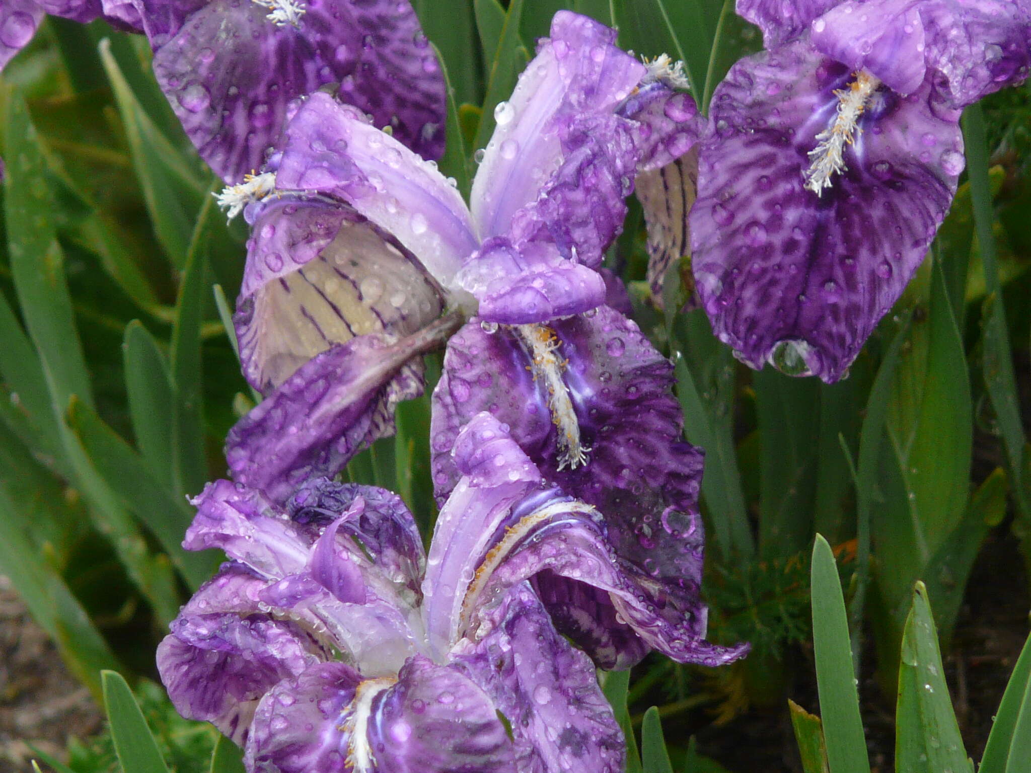 Image of Iris kemaonensis Wall. ex D. Don