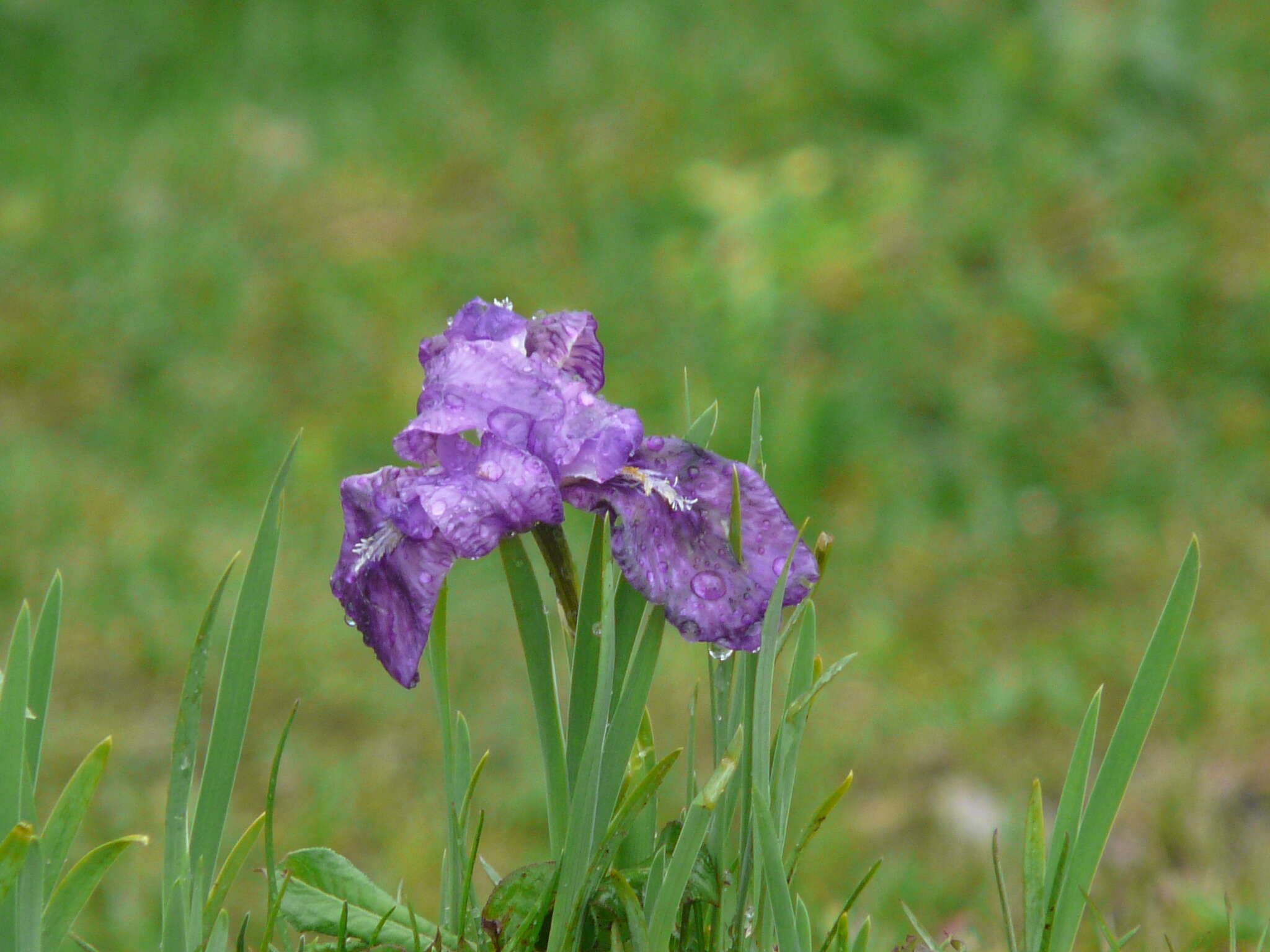 Image of Iris kemaonensis Wall. ex D. Don