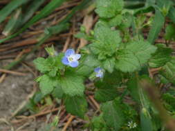 Image of birdeye speedwell