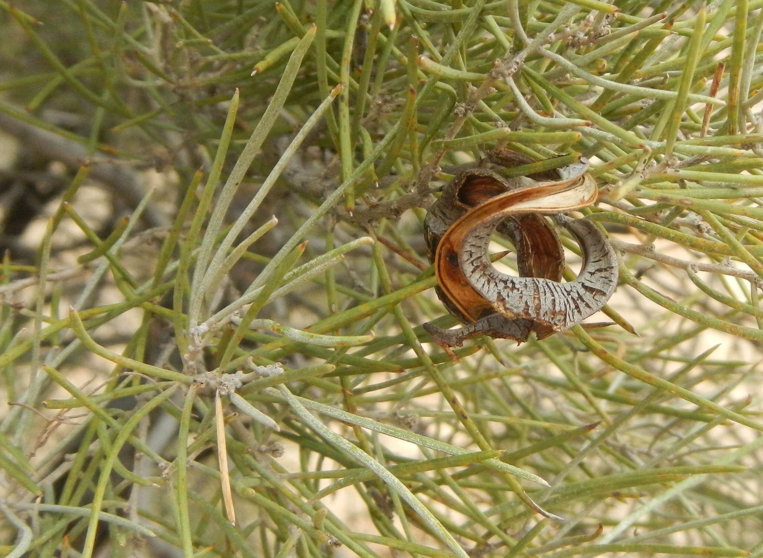 Sivun Acacia oswaldii F. Muell. kuva