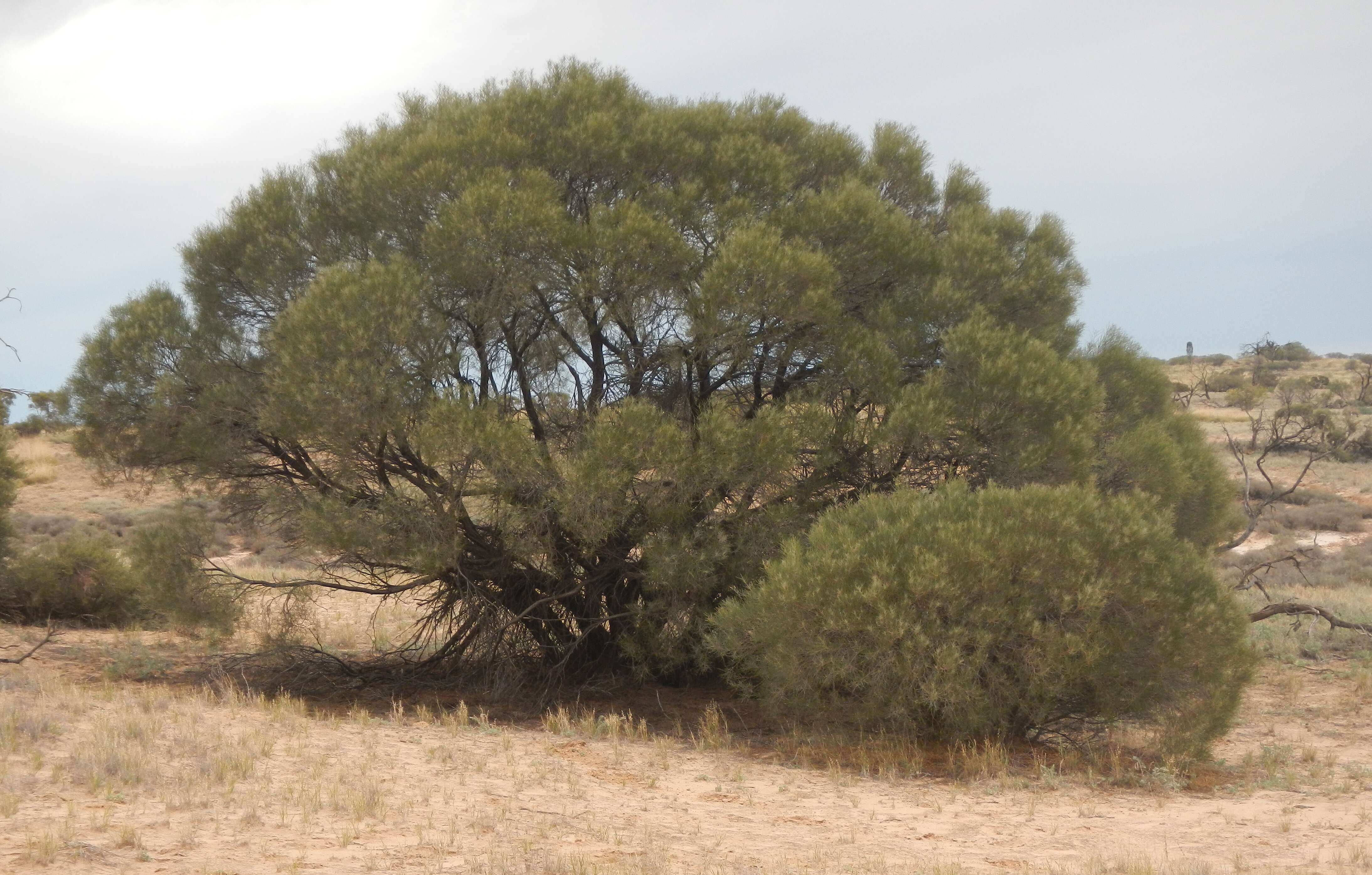 Sivun Acacia oswaldii F. Muell. kuva