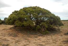 Sivun Acacia oswaldii F. Muell. kuva