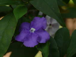 Image of largeflower brunfelsia