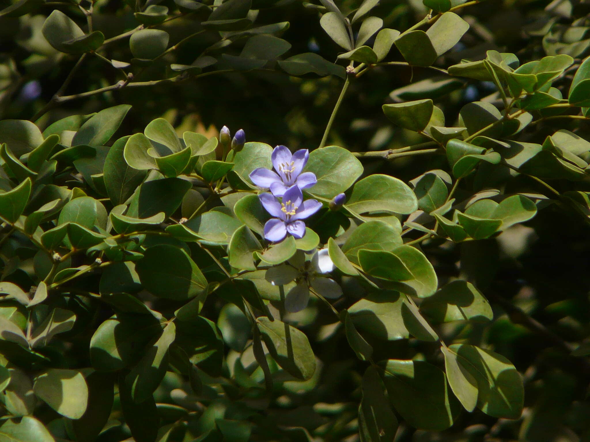 Image of Lignum Vitae