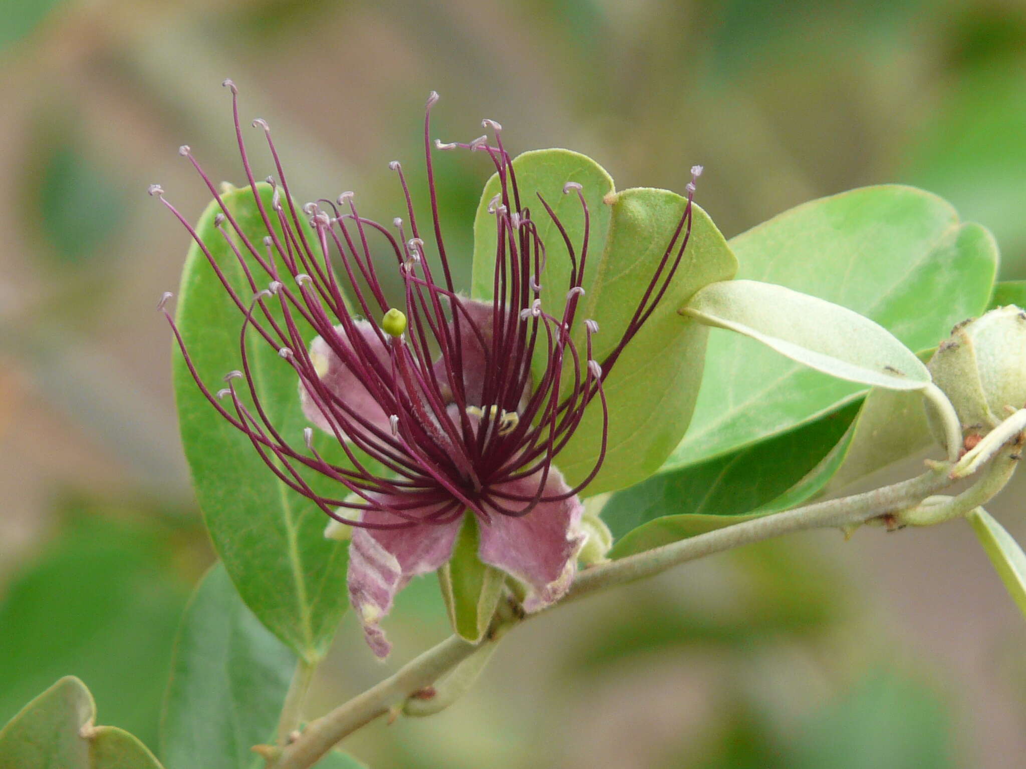 Image de Capparis zeylanica L.