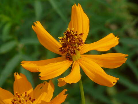 Image of sulphur cosmos