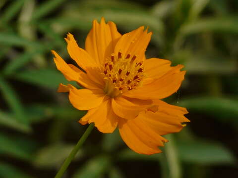 Image of sulphur cosmos