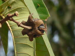 Duabanga grandiflora (Roxb. ex DC.) Walp. resmi