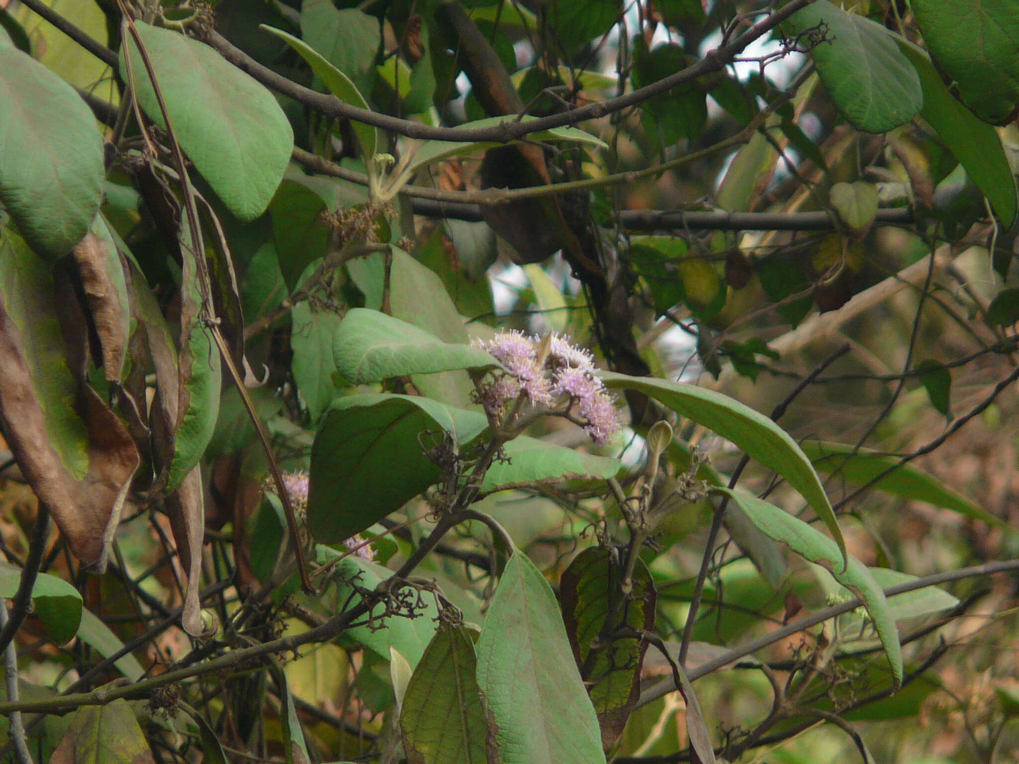 Image of Callicarpa tomentosa (L.) L.