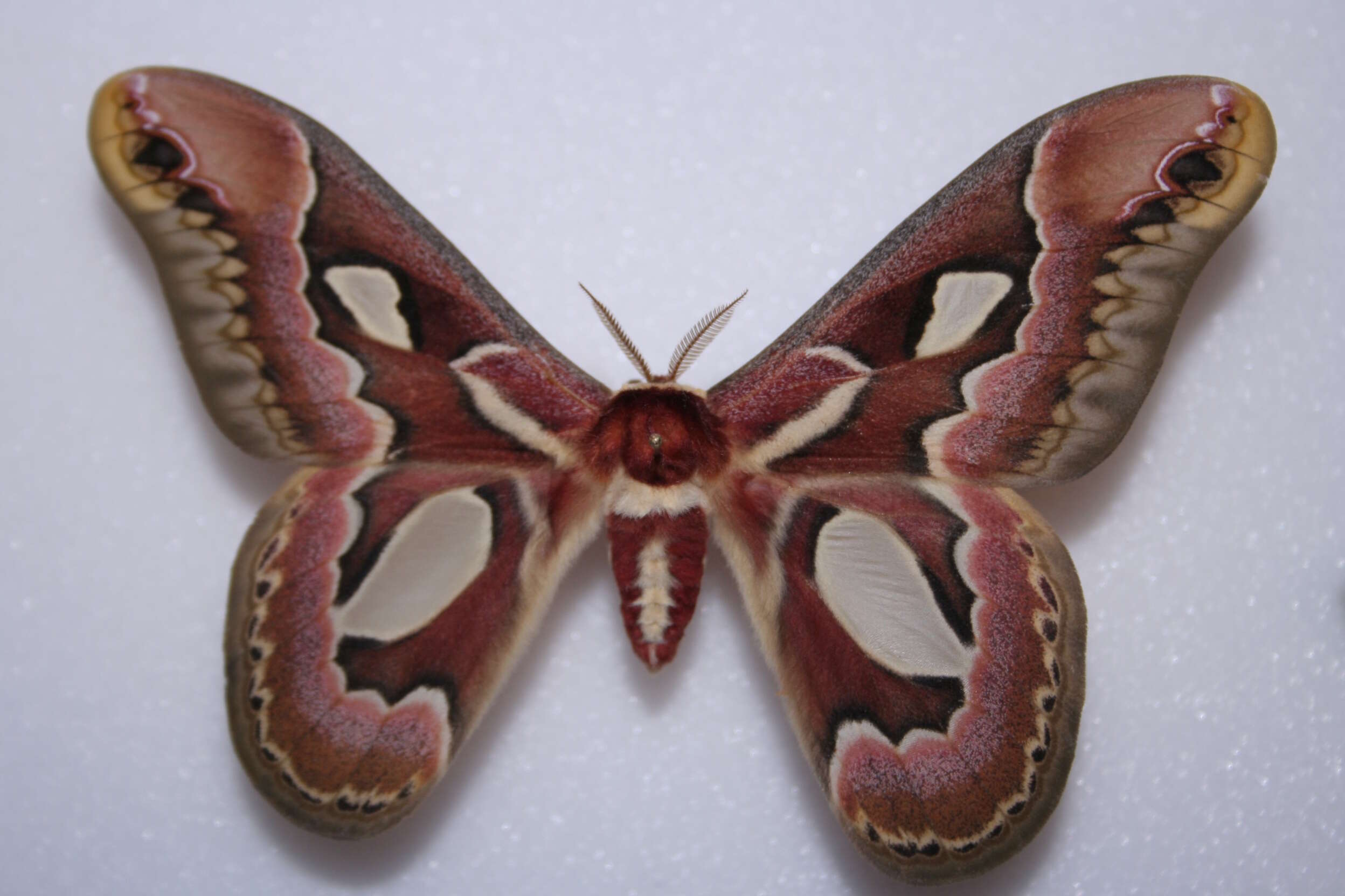 Image of Rothchild's Atlas Moth