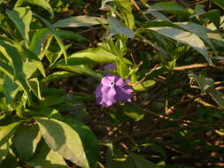 Image de Brunfelsia grandiflora D. Don