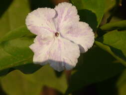 Image of largeflower brunfelsia