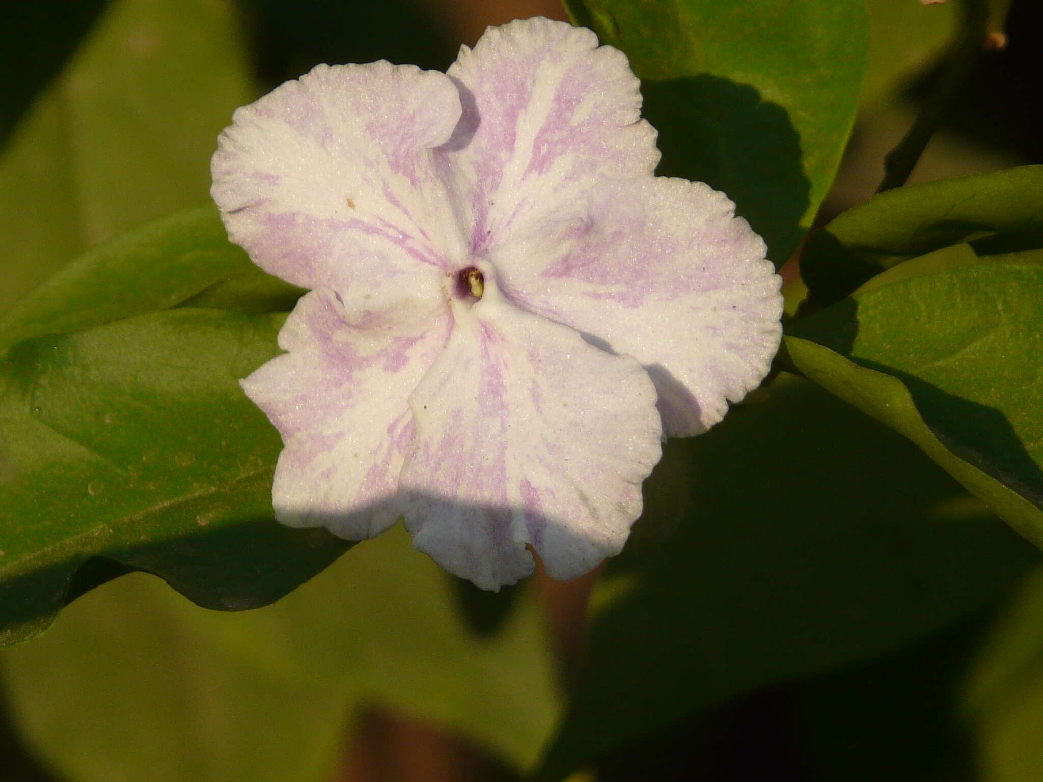 Image de Brunfelsia grandiflora D. Don