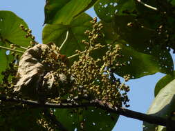 Image of Macaranga peltata (Roxb.) Müll. Arg.