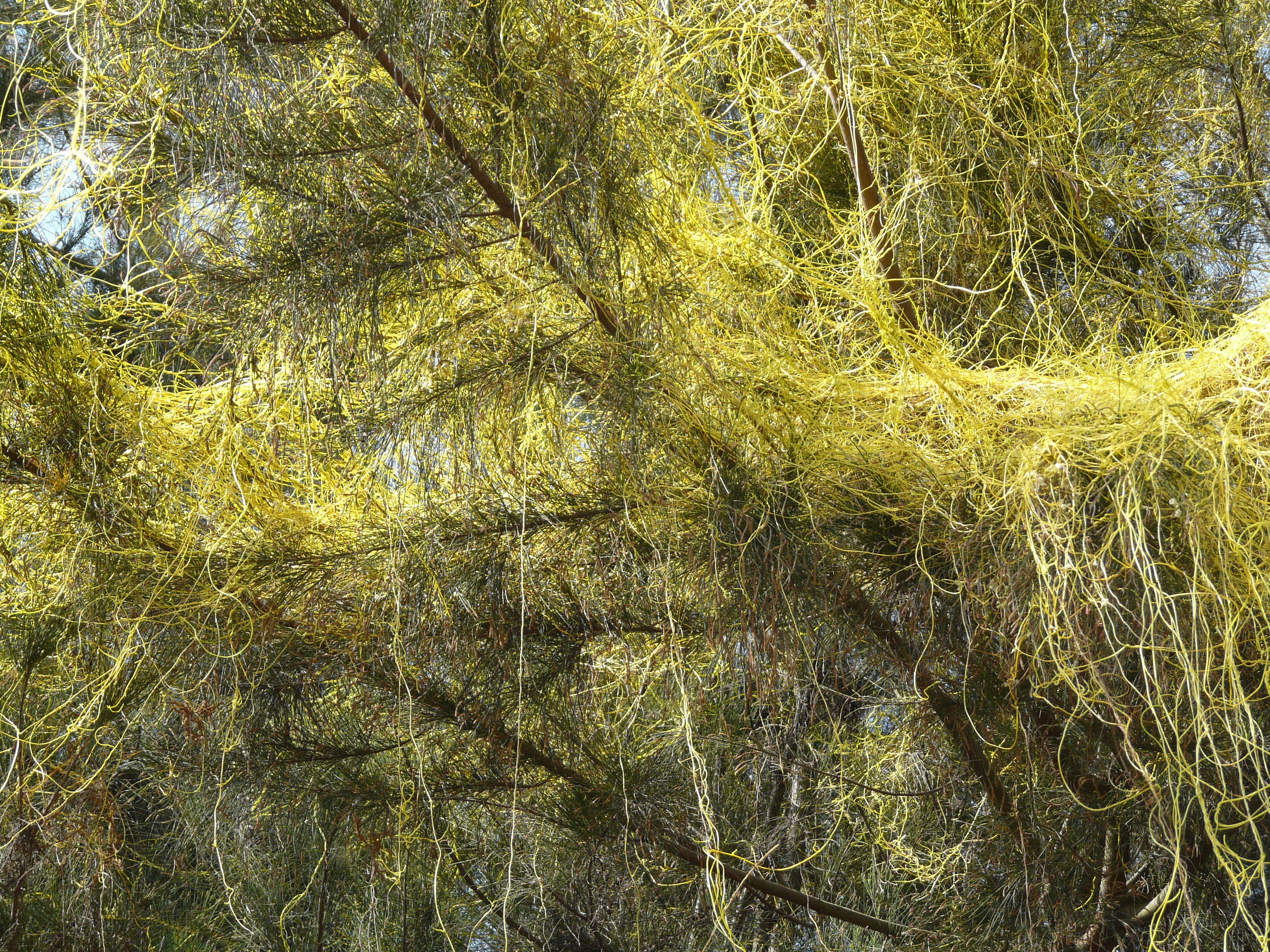 Image of Cuscuta chinensis Lam.