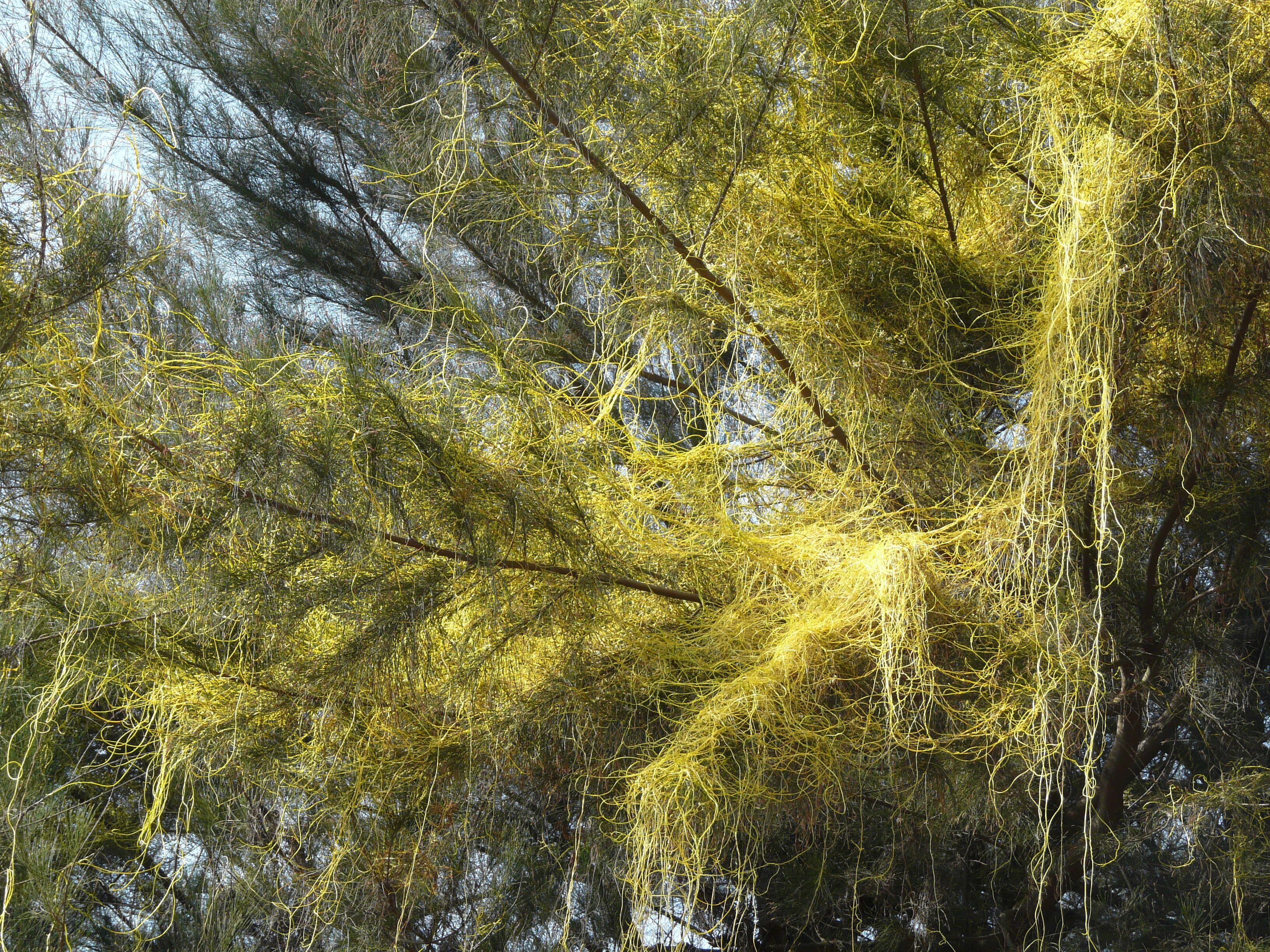 Image of Cuscuta chinensis Lam.