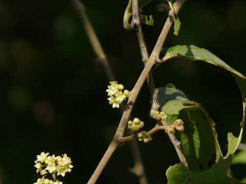 Image of Ziziphus rugosa Lam.