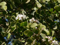 Image of Lignum Vitae