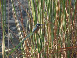 Image of Alcedo cristata