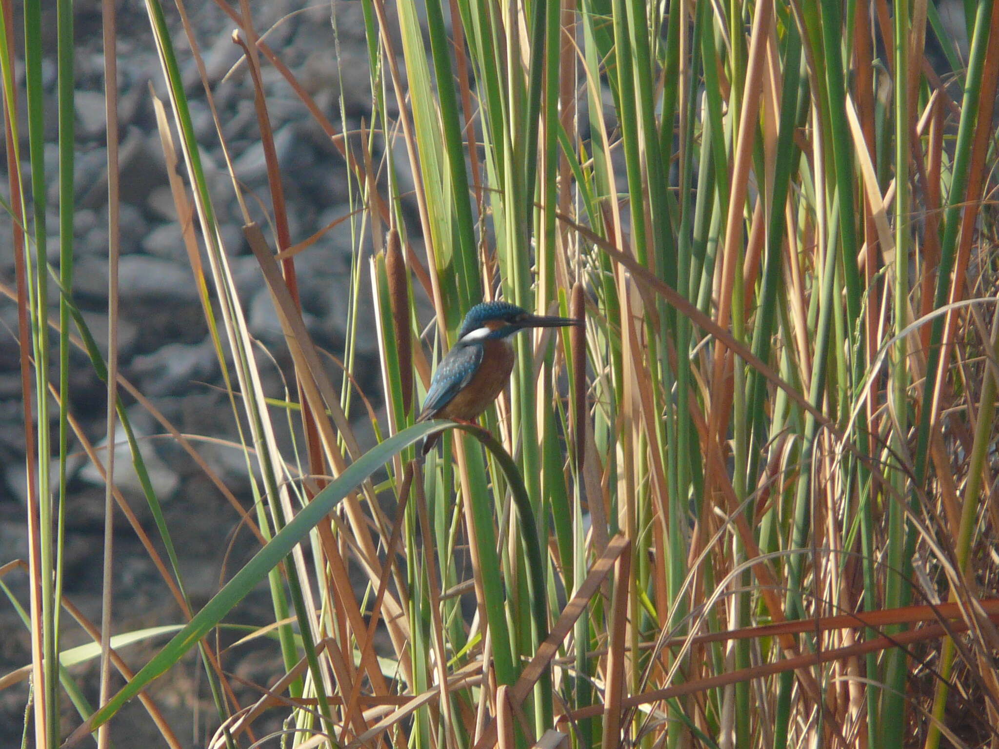 Image of Alcedo cristata