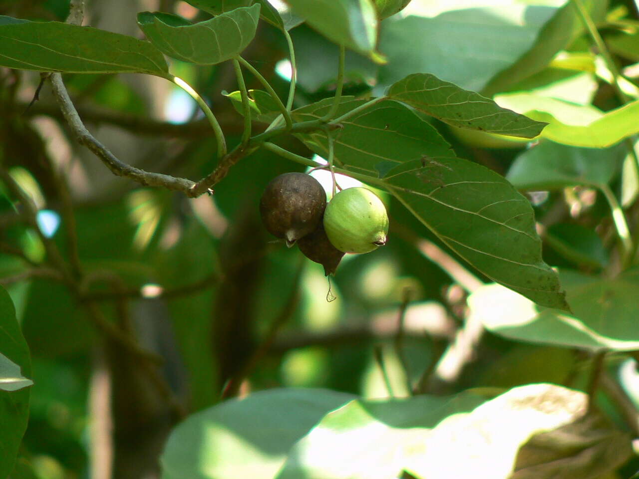 Image of largeleaf geigertree