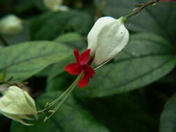 Слика од Clerodendrum thomsoniae Balf. fil.