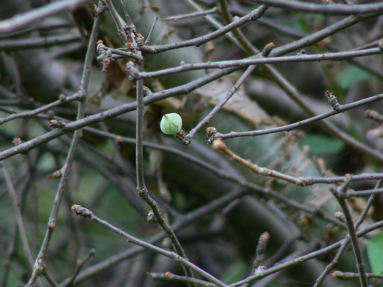 Imagem de Commiphora wightii (Arn.) Bhandari