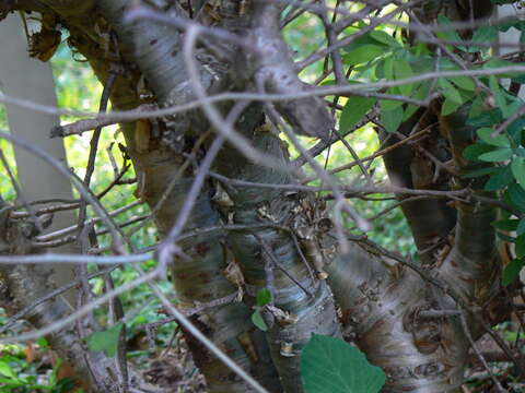 Imagem de Commiphora wightii (Arn.) Bhandari