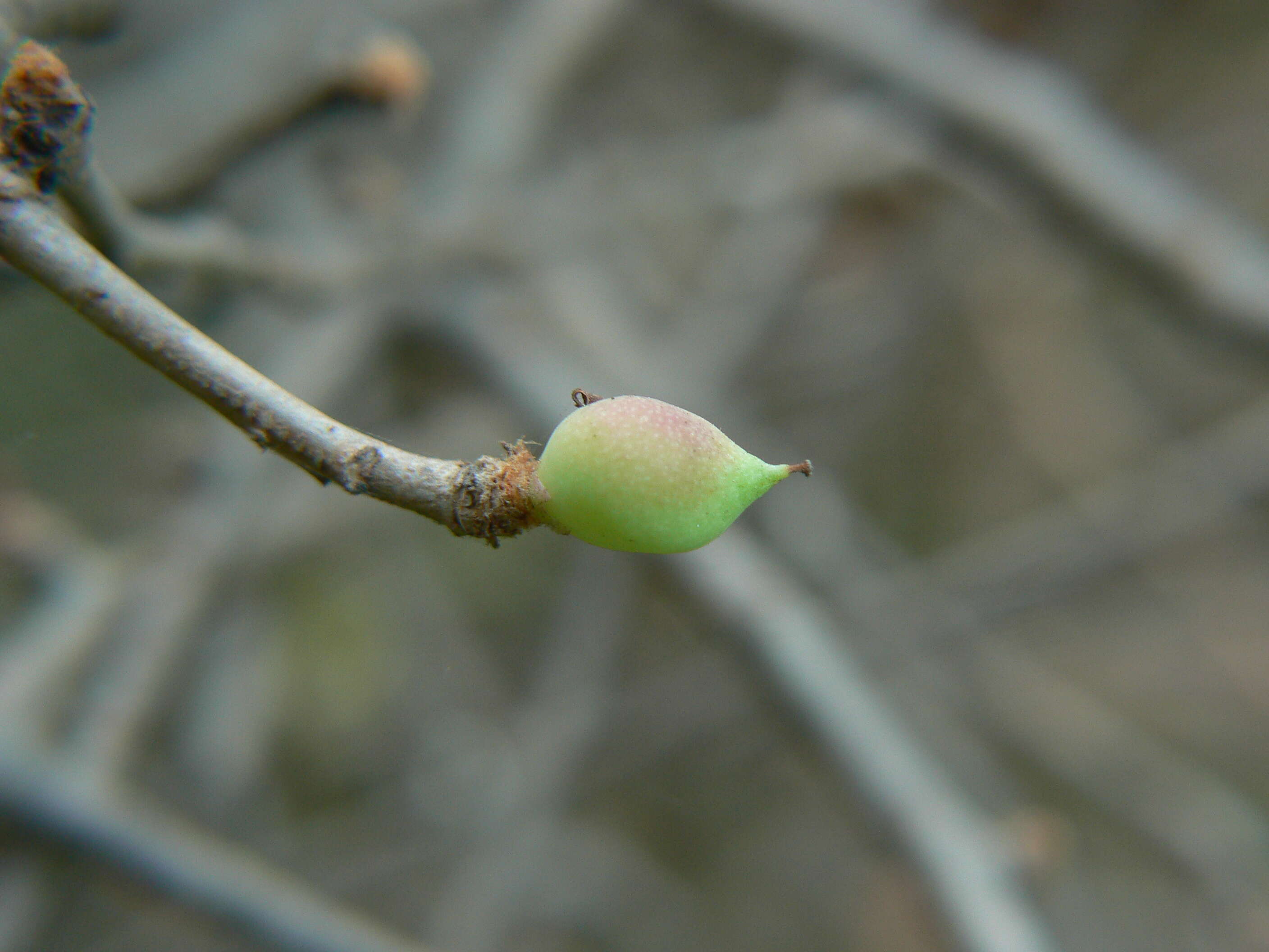 Imagem de Commiphora wightii (Arn.) Bhandari