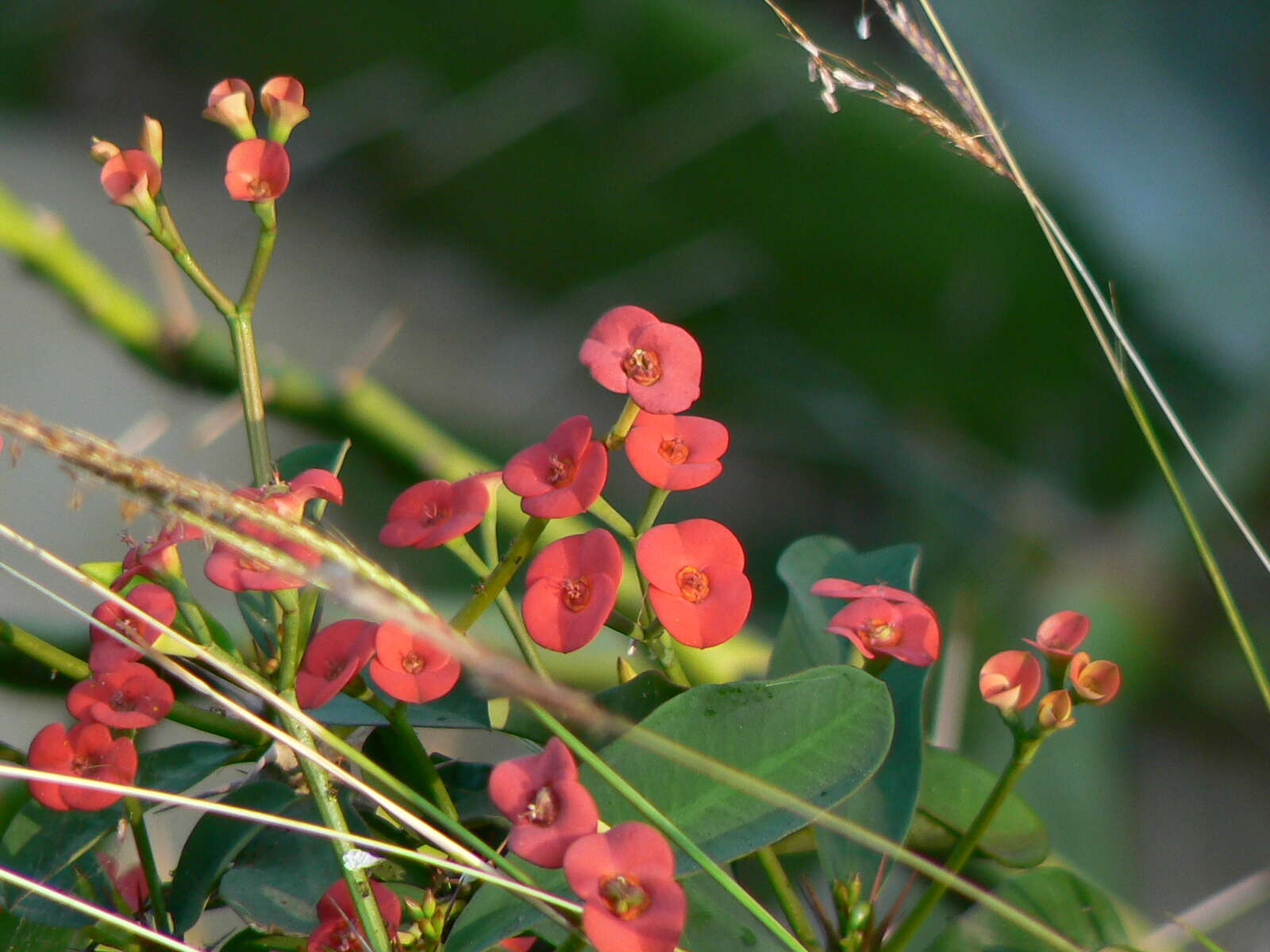 Image of Christ plant