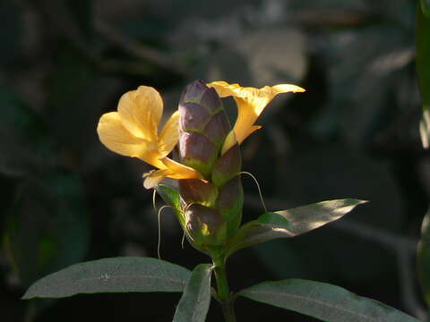 Imagem de Barleria lupulina Lindl.