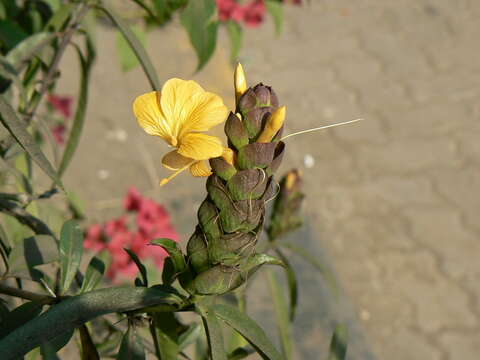 Imagem de Barleria lupulina Lindl.